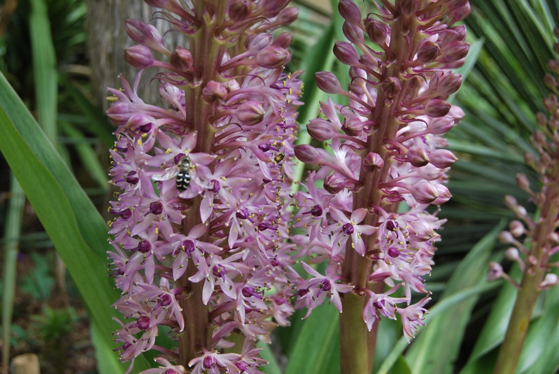 Eucomis garden plant Eucomis comosa perennial plant summer flowering sold in batches of seeds. image 9