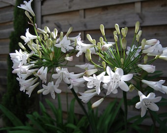 Agapanthus 'Glacier Stream' - Agapanthus - Flower of Love - perennial garden plant - summer flowering - sold in batches of seeds