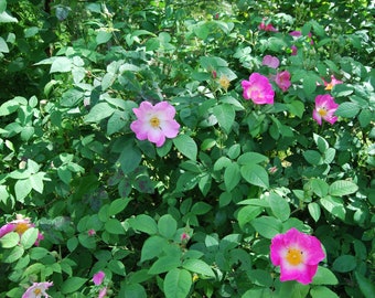 Rosa Gallica 'Complicata' - rosier buisson ancien - parfumé - bouture non racinées - matériel végétal