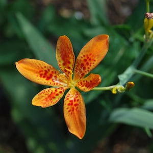 Puede incluir: Primer plano de una flor naranja con manchas rojas. La flor tiene seis pétalos y un centro amarillo. Hojas y tallos verdes en el fondo. La flor está en plena floración, mostrando sus colores vibrantes y detalles intrincados.