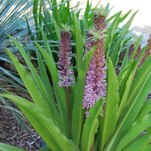 Eucomis garden plant Eucomis comosa perennial plant summer flowering sold in batches of seeds. image 2