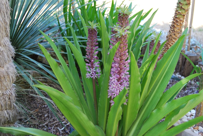 Eucomis garden plant Eucomis comosa perennial plant summer flowering sold in batches of seeds. image 2