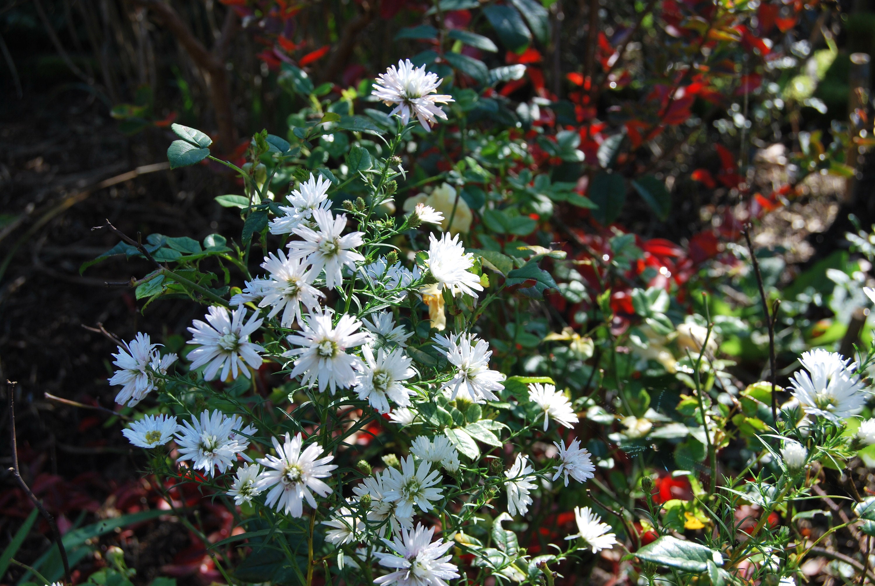 Aster Pringlei Monte Casino Double', Aster de Collection, Floraison Blanc Double, Vendue en Racine N