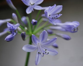 Agapanthus 'Donau' - Agapanthus - flowers of Amur - perennial garden plant - summer flowering - sold in batches of seeds.