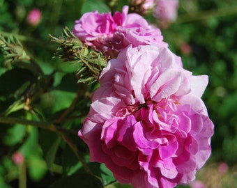 Rosa Gallica 'Ornement de la Nature' - rosier buisson ancien - très parfumé - bouture non racinées - matériel végétal