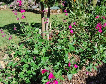 Salvia microphylla &#39;Cerro Potosi&#39; – mehrjähriger Salbei – Gartenpflanze – mehrjährige Pflanze – Sommerblüte – Verkauft in Samenpackungen