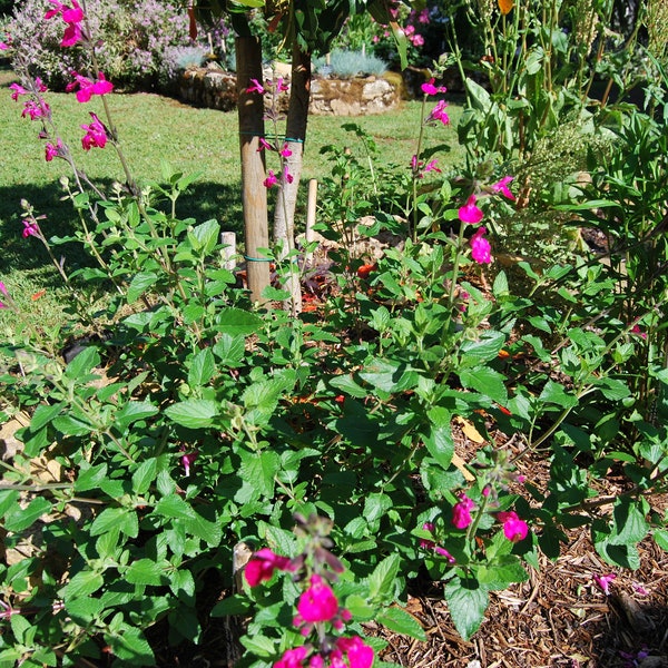 Salvia microphylla 'Cerro Potosi' - Perennial sage - garden plant - perennial plant - summer flowering - sold in batches of seeds