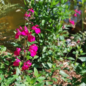 Salvia microphylla 'Cerro Potosi' Sauge vivace plante de jardin plante vivace floraison estivale vendue en lot de graines image 2