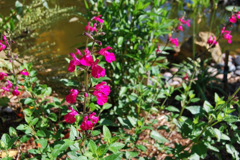 Salvia microphylla 'Cerro Potosi' Sauge vivace plante de jardin plante vivace floraison estivale vendue en lot de graines image 2