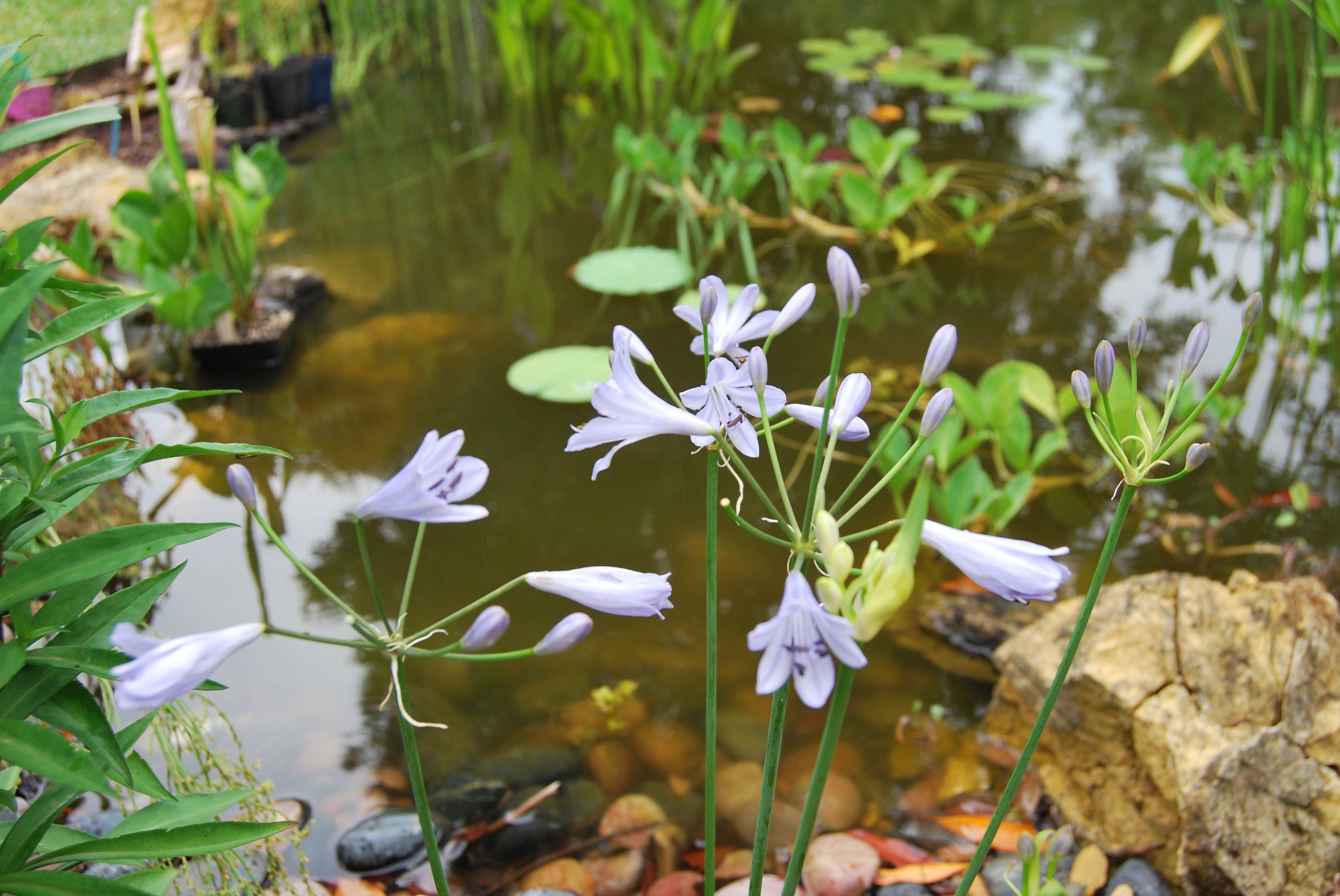 Agapanthus streamline', Plante de Collection, Floraison Estivale Bleu. Lot 10 Graines Prêtes à Être 