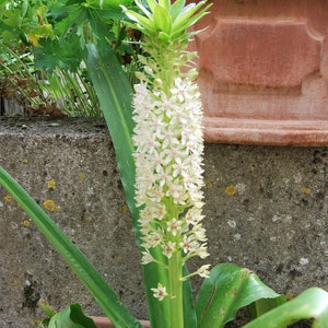 Eucomis garden plant Eucomis comosa perennial plant summer flowering sold in batches of seeds. image 7