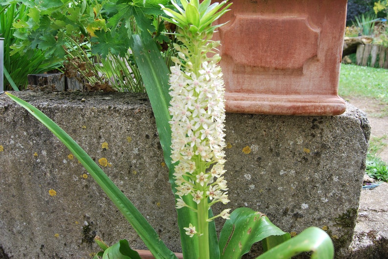 Eucomis garden plant Eucomis comosa perennial plant summer flowering sold in batches of seeds. image 7