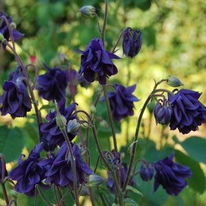 Aquilegia vulgaris 'Woodside Gold' Columbine garden plant perennial plant spring flowering sold in batches of seeds. image 5