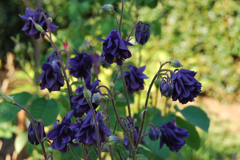 Aquilegia vulgaris 'Woodside Gold' Columbine garden plant perennial plant spring flowering sold in batches of seeds. image 5