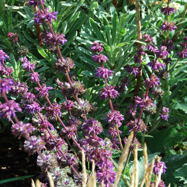 Salvia verticillata 'Purple Rain' - Perennial sage - garden plant - perennial plant - summer flowering - sold in batches of seeds.