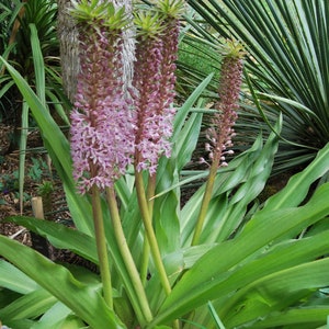 Eucomis garden plant Eucomis comosa perennial plant summer flowering sold in batches of seeds. image 8