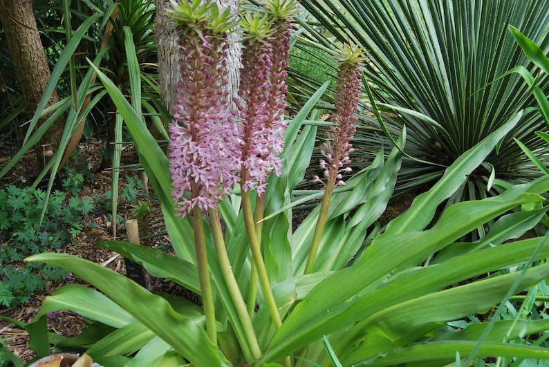 Eucomis garden plant Eucomis comosa perennial plant summer flowering sold in batches of seeds. image 8