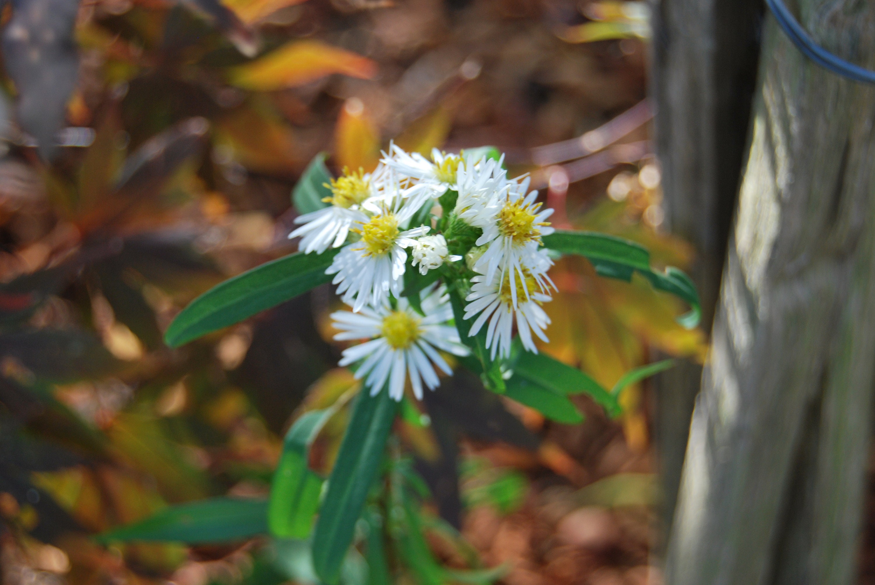 Aster Datschii, Aster de Collection, Floraison Blanche, Vendue en Racine Nue, Production Française, 