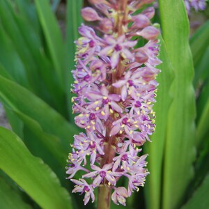 Eucomis garden plant Eucomis comosa perennial plant summer flowering sold in batches of seeds. image 3