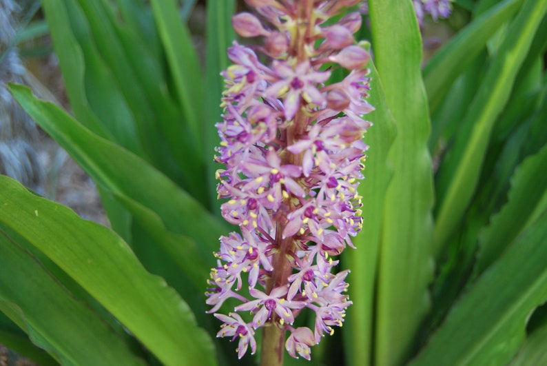 Eucomis garden plant Eucomis comosa perennial plant summer flowering sold in batches of seeds. image 3