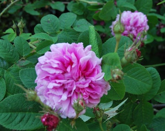 Rosa Gallica 'Anaïs Ségalas' - rosier buisson ancien - très parfumé - bouture non racinées - matériel végétal