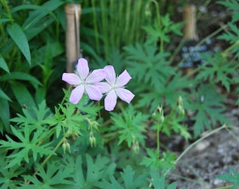 Géranium koreanum - Géranium vivace - plante de jardin - plante vivace - floraison printanière et estivale - vendue en lot de graines.