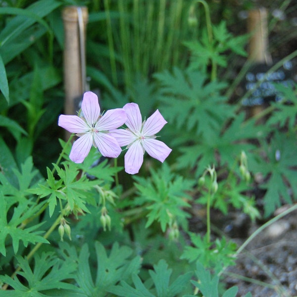 Geranium koreanum - Perennial geranium - garden plant - perennial plant - spring and summer flowering - sold in batches of seeds.