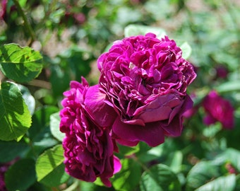 Rosa Gallica 'Hippolyte' - rosier buisson ancien - très parfumé - bouture non racinées - matériel végétal