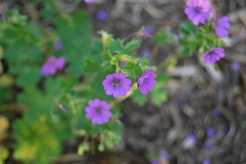 Geranium pyrenaicum 'Bill Wallis' Perennial geranium garden plant perennial plant spring flowering sold in seed sets. image 3