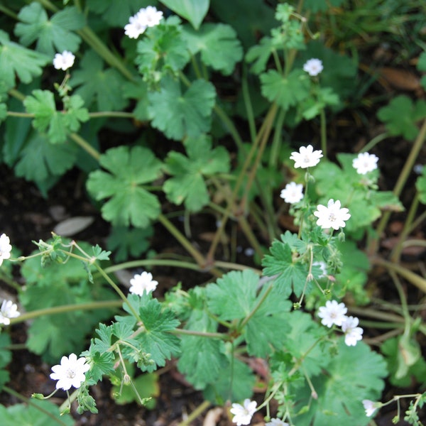 Geranium pyrenaicum 'Summer Snow' - Perennial geranium - garden plant - perennial plant - spring flowering - sold in sets of seeds.