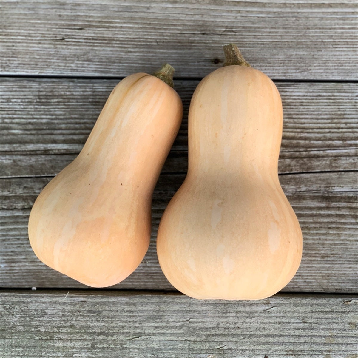 Courge Butternut'. Graines Potagères, Alimentaire, Décorative. Lot de Graines Prête à Être Semés. Pr