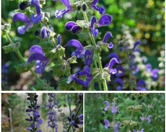 Salvia regeliana - Salvia amplexicaulis - Salvia virgata - Perennial sage - garden plant - summer flowering - sold in batches of seeds.