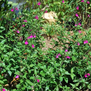 Salvia microphylla 'Cerro Potosi' Sauge vivace plante de jardin plante vivace floraison estivale vendue en lot de graines image 6
