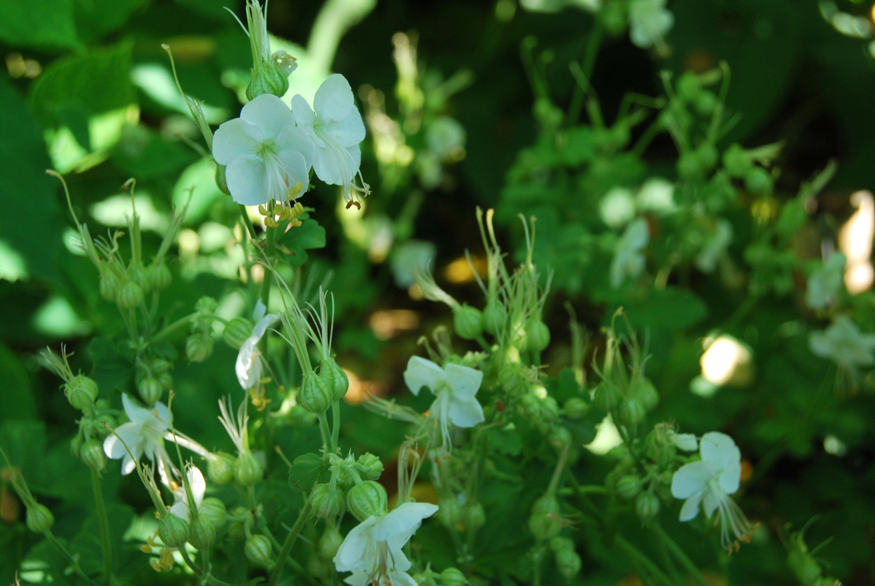 Géranium Macrorrhizum White-Ness', Floraison Printanière Blanc Pur, Vendue en Racine Nue, Production