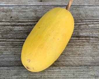 Spaghetti squash - vegetable seeds - vegetable garden - food - decorative - sold in batches of seeds ready to be sown.