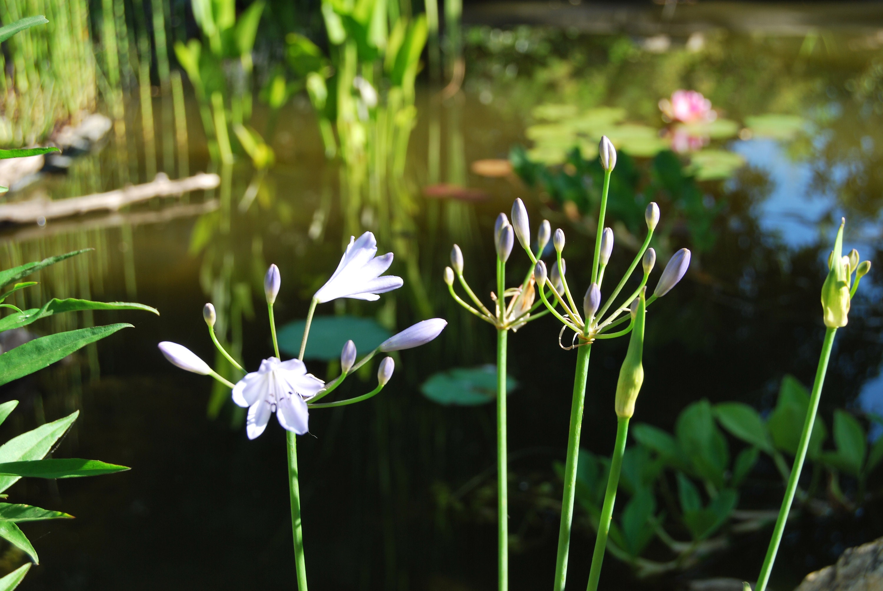 Agapanthus streamline', Agapanthe de Collection, Floraison Estivale Bleu Azur, Vendue en Racine Nue,