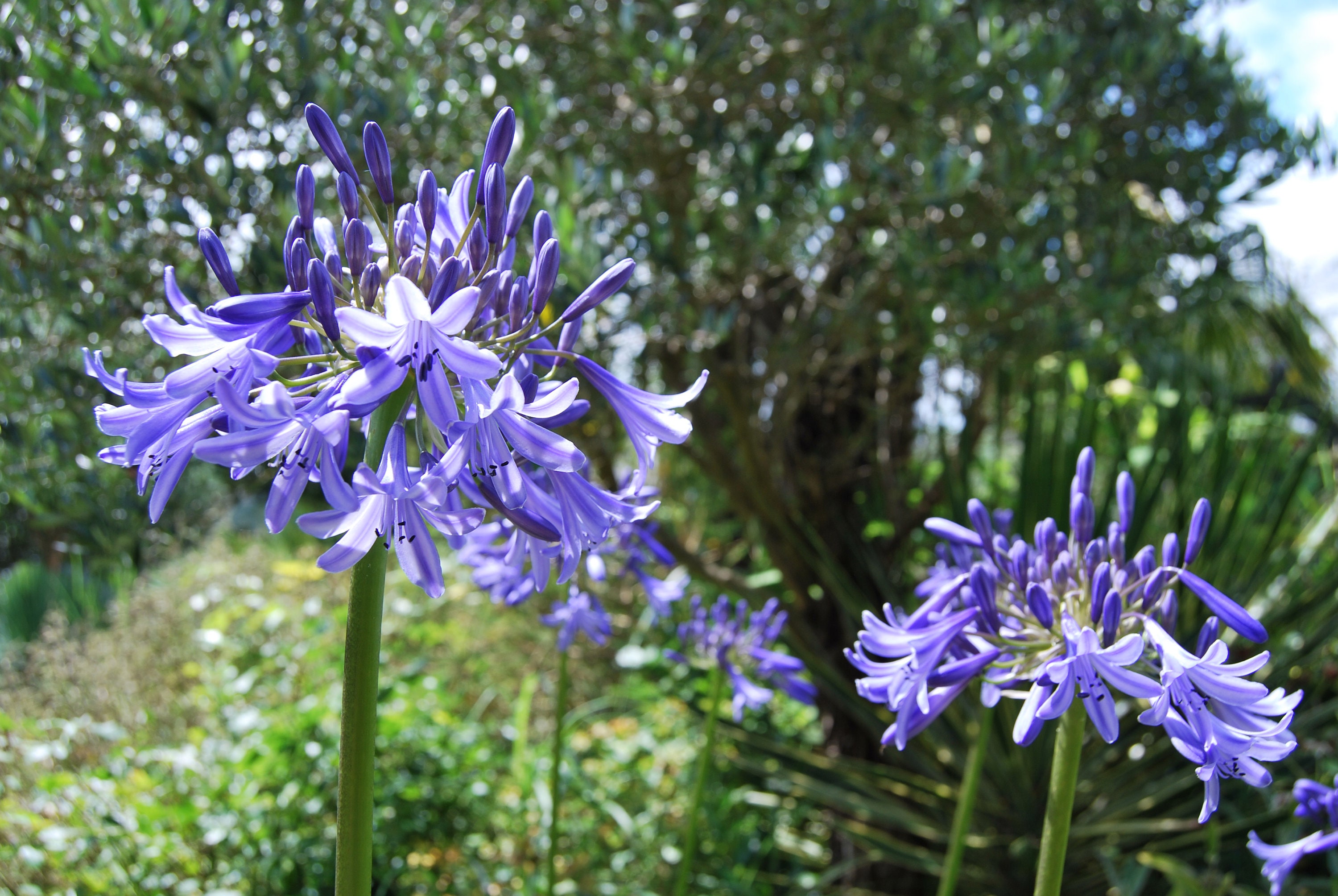 Agapanthus Loch Hope', Plante de Collection, Floraison Estivale Bleu. Lot 10 Graines Prêtes à Être S