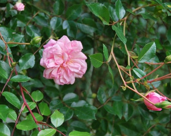 Rosa wichuraiana 'François Juranville' - rosier sarmenteux ancien - rosier liane - rosier grimpant - bouture non racinées - matériel végétal