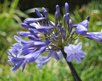 Agapanthus 'Dr Brouwer' - Agapanthe - fleurs de l'Amour - plante de jardin - plante vivace - floraison estivale - vendue en lot de graines.