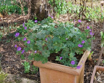 Geranium pyrenaicum „Bill Wallis“ – mehrjährige Geranie – Gartenpflanze – mehrjährige Pflanze – Frühlingsblüher – Verkauft in Samenpackungen.