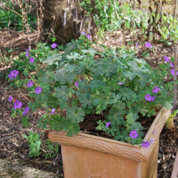 Geranium pyrenaicum 'Bill Wallis' - Perennial geranium - garden plant - perennial plant - spring flowering - sold in seed sets.