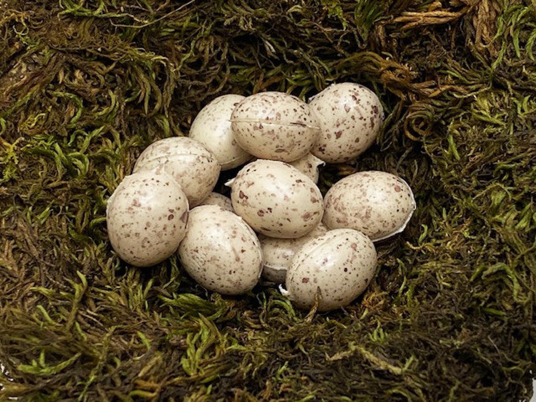 工芸品 birds festive mistle thrush egg 工芸品 birds festive mistle