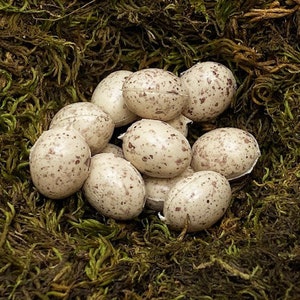 May include: A nest of speckled brown and white bird eggs in a bed of green moss.