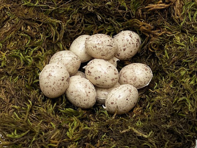 Miniature Speckled Bird Eggs, Tan, 72 Pieces Approximately 3