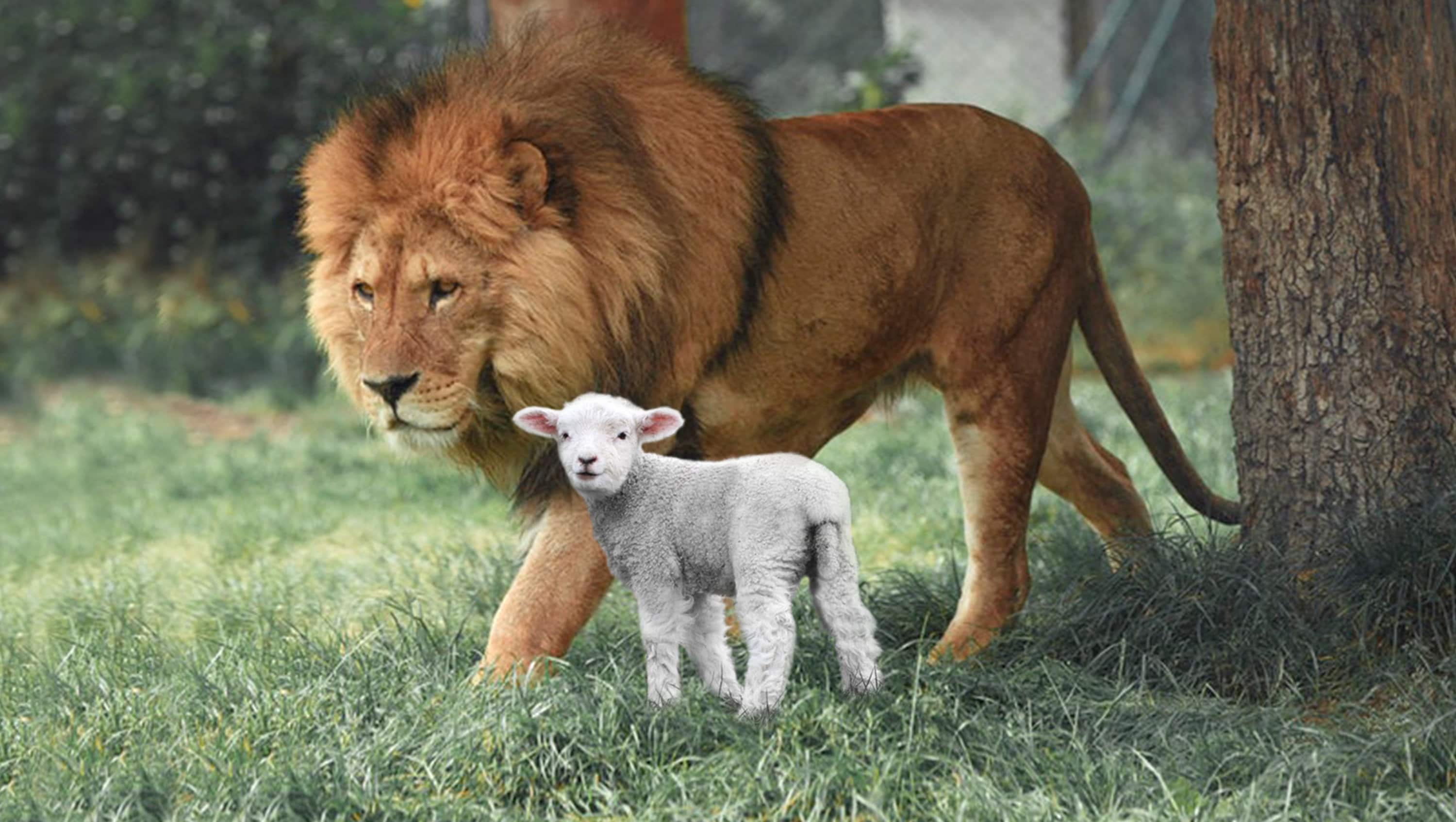 Lion and the Lamb Print on Canvas Christian & Nature Wall Etsy