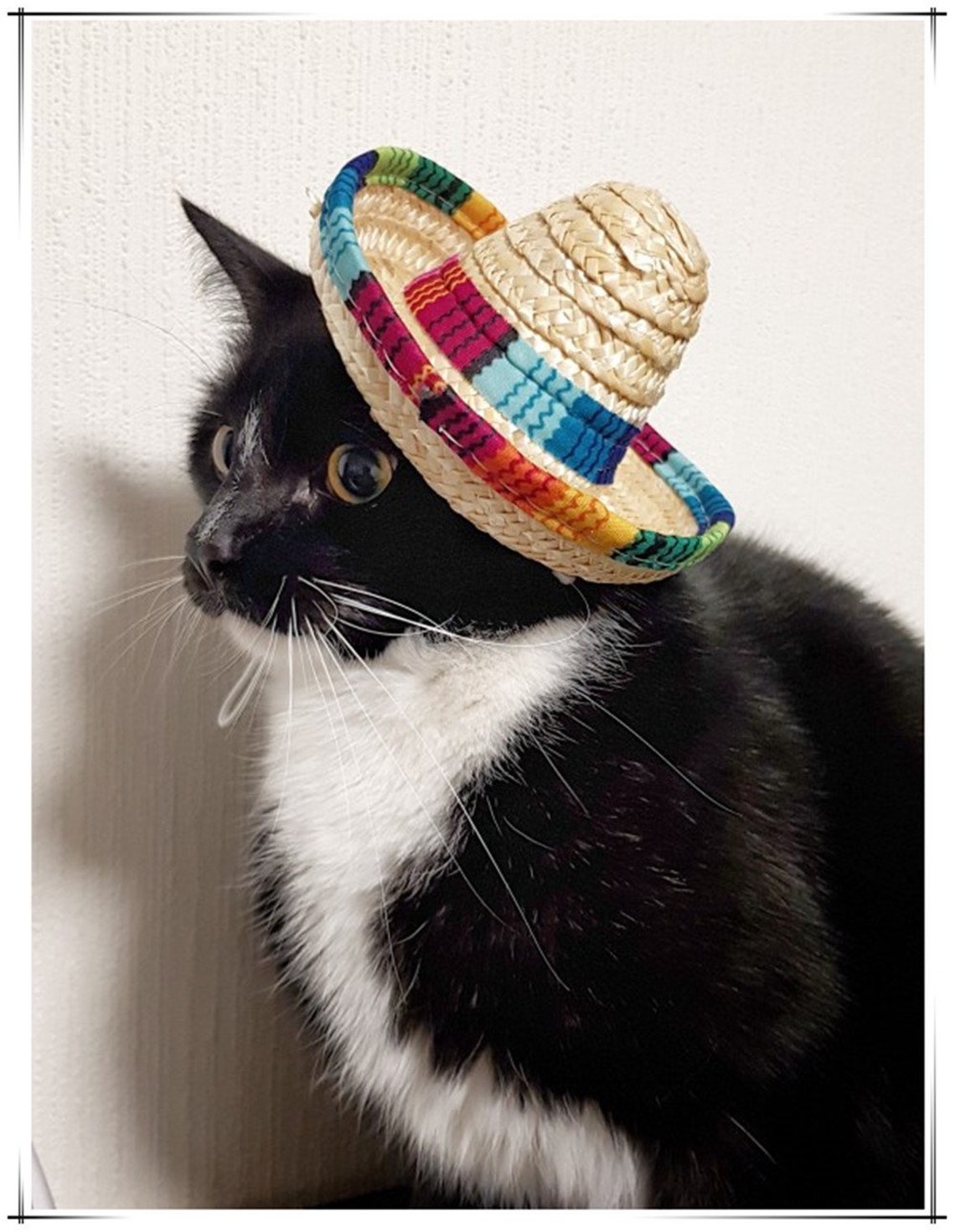 Dog Mexican Hat Cat Mexican Hat Pet Straw Hat Sombrero Sun Etsy