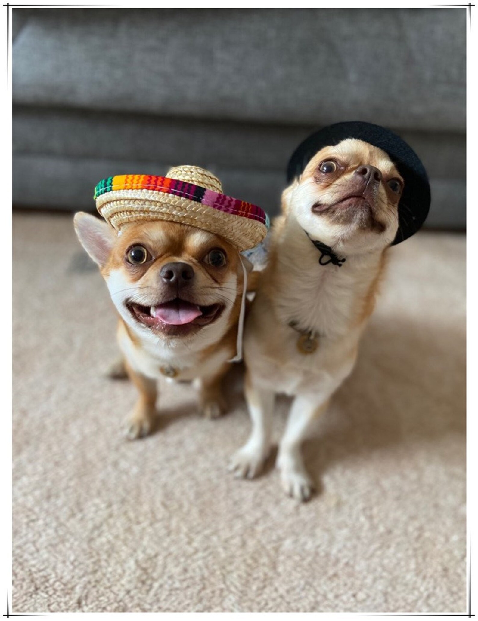 Dog Mexican Hat Cat Mexican Hat Pet Straw Hat Sombrero Sun Etsy