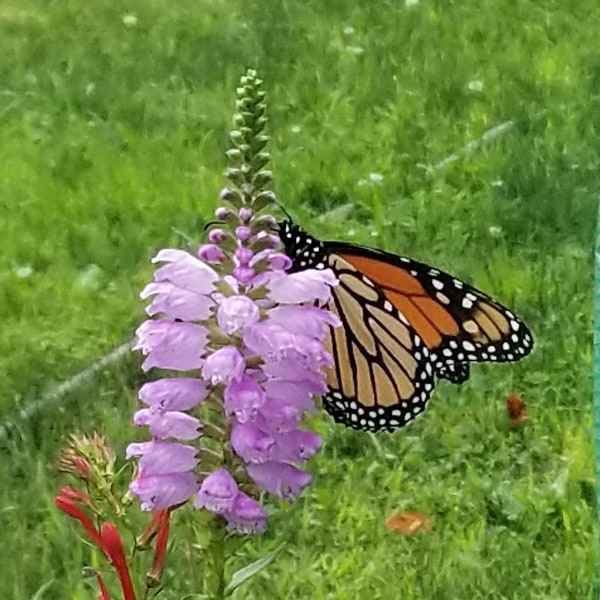 Obedient Plant, Native Seed, Physostegia virginiana, False Dragonhead, Virginia Lions Heart