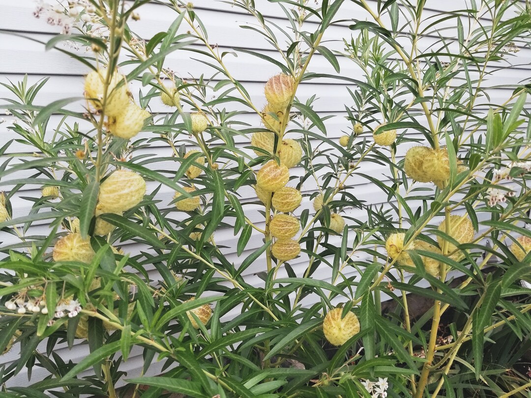 Hairy Ball Milkweed, Seeds, Monarch Butterfly, Tropical, Family Jewels