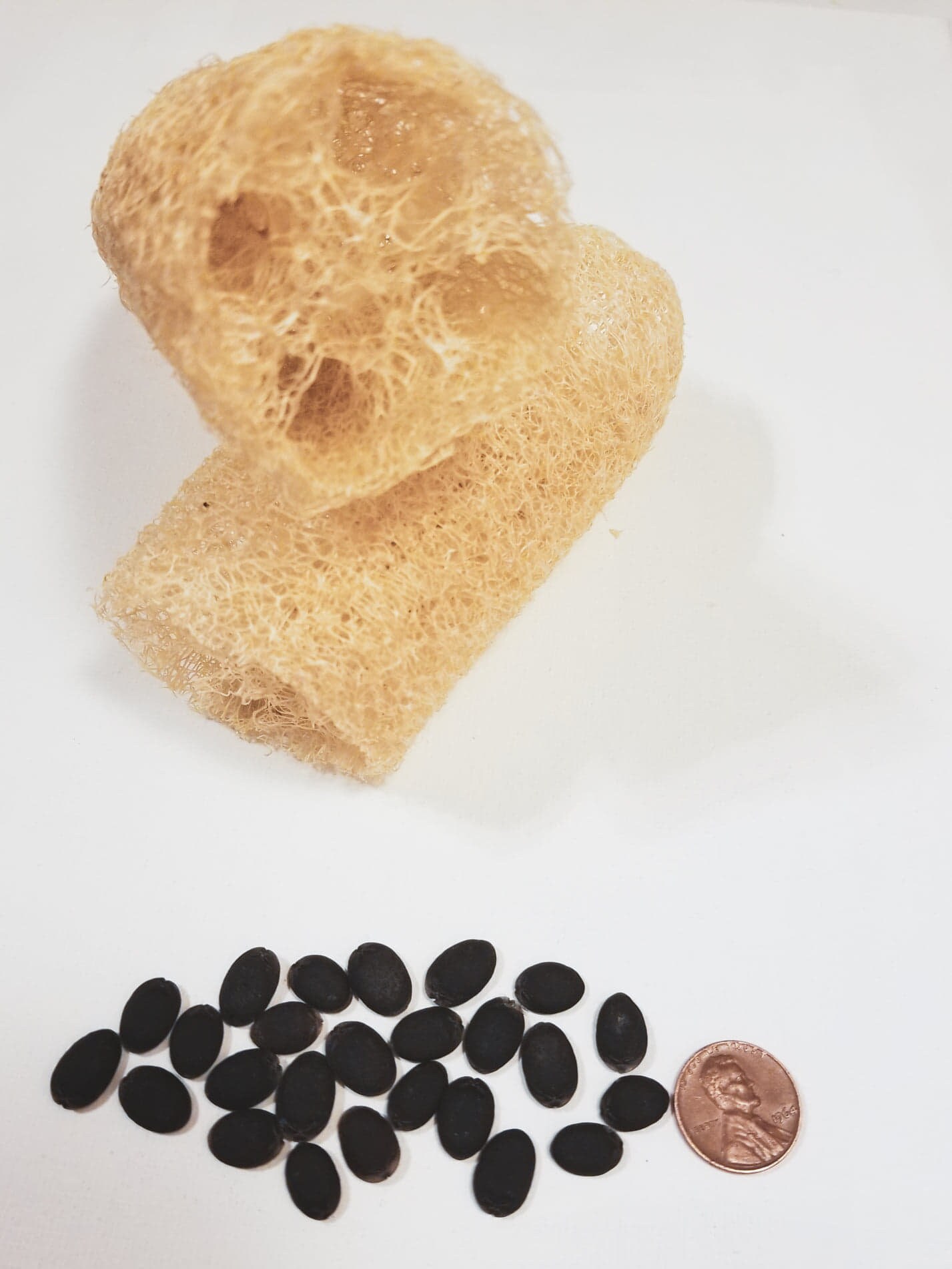 Luffa Gourd Seeds Loofah Sponge Seeds Etsy